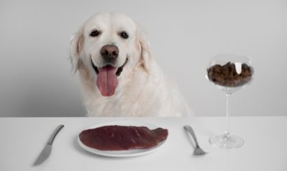 The Dog Podcast Uncovers Startling Truths About What We Feed Our Dogs [Press Release]