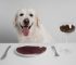 The Dog Podcast Uncovers Startling Truths About What We Feed Our Dogs [Press Release]