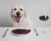 The Dog Podcast Uncovers Startling Truths About What We Feed Our Dogs [Press Release]