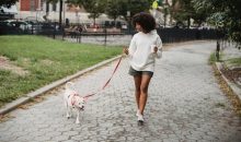 Dog Walk & Train Services: Enriching Your Dog’s Mind and Manners on the Move